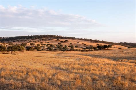 Dry Landscape of Alentejo Region. Stock Image - Image of tree, field ...