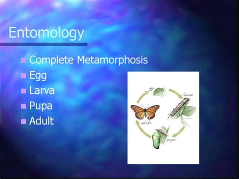 Entomology. - ppt download