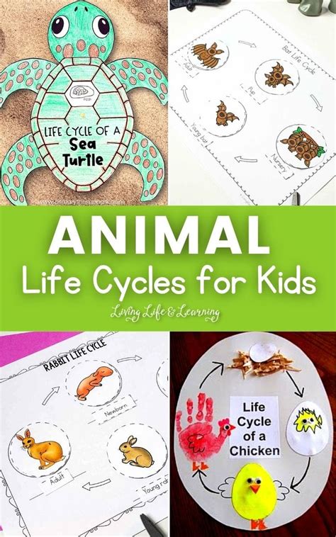 Animal Life For Kids | Kids Matttroy