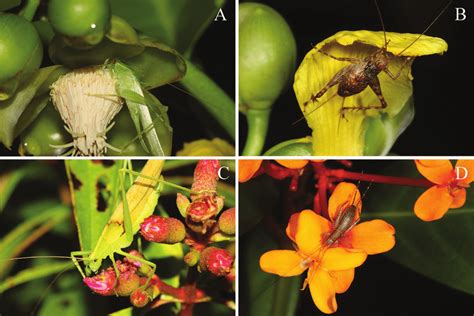 Examples of flower-visiting orthopterans on native plant species: A.... | Download Scientific ...