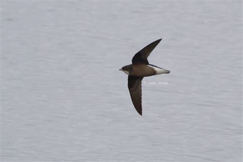 Josh's Blog: White-throated Needletail