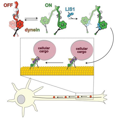 Biochemists unveil molecular mechanism for motor protein regulation ...