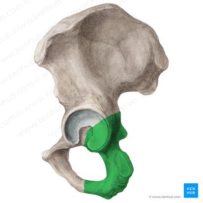 Ischium: Anatomy, structure and main parts | Kenhub