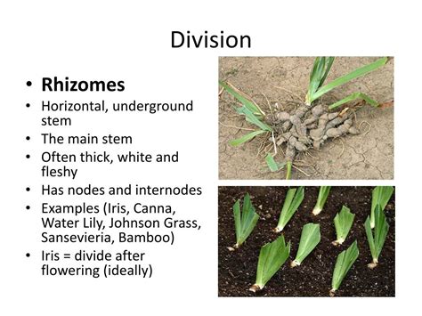 PPT - Plant Propagation by Division and Separation PowerPoint Presentation - ID:2395439