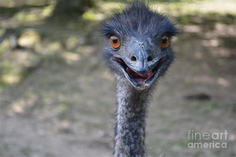 Funny Emu Has Something To Say Photograph by Barb Dalton