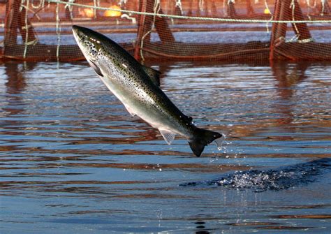 Conservation groups drop Atlantic salmon lawsuit against Kennebec River dam owner