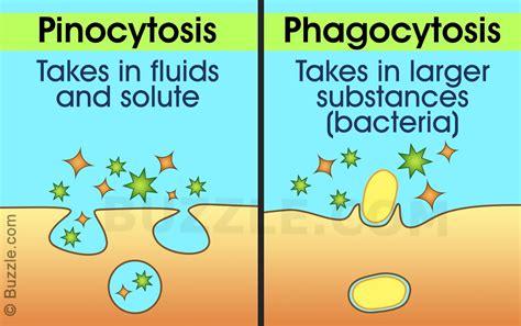 Phagocytosis and pinocytosis are different mechanisms of endocytosis, but what is the difference ...