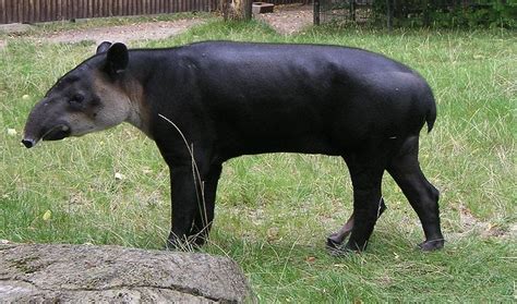 Baird's Tapir