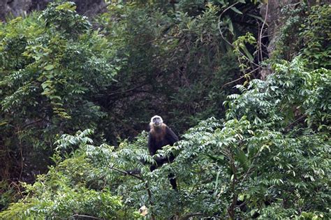 Cat Ba Langur - Endangered primate species