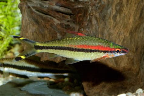 The Need To Know's of Denison Barbs - Aquariadise