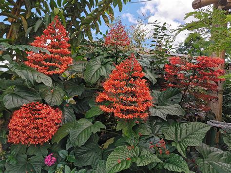 Clerodendrum paniculatum (Lamiaceae) image 147922 at PhytoImages.siu.edu