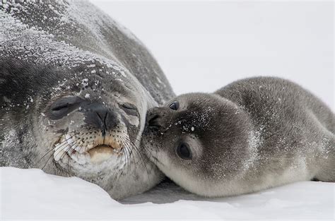 Weddell Seal Facts: Animals of Antarctica - WorldAtlas