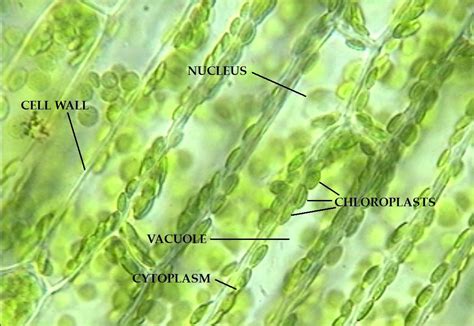 Diagram Of Elodea Cell - Wiring Diagram Pictures