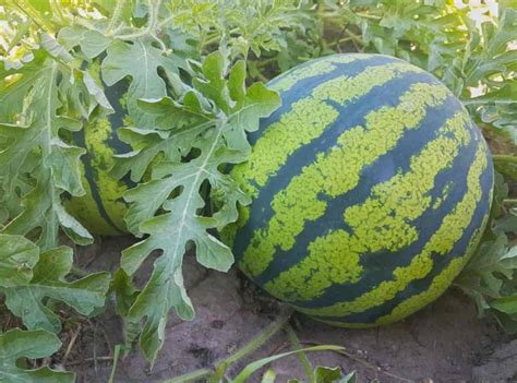 AgriBegri - Common Problems of Watermelon Plants: How to Fix Them, Solutions, and Treatments