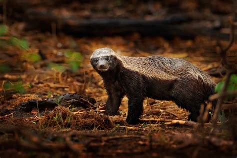 Watch a Honey Badger Bully Three Leopards at Once - A-Z Animals