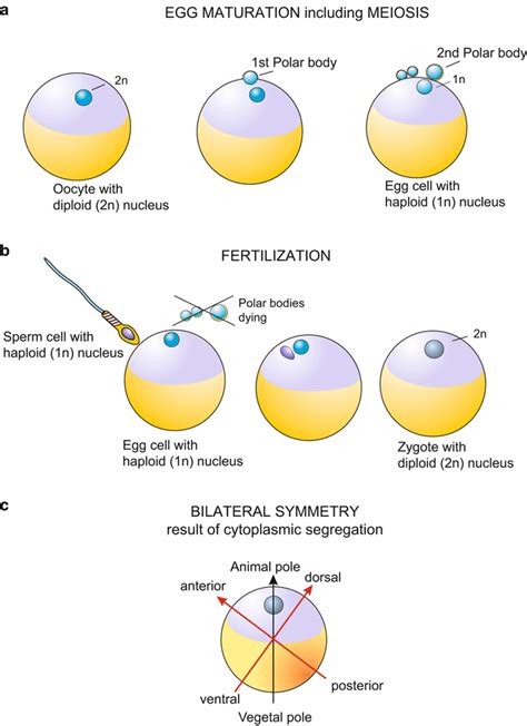 Stages and Principles of Animal Development: Terms of Developmental ...