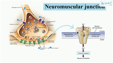 nicotinic acetylcholine receptor, muscle type (English) - Medical terminology for medical ...