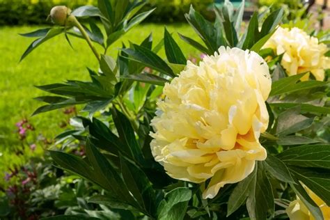 Itoh Peony: How to Plant, Grow and Care Successfully for Beginners - GrowingVale