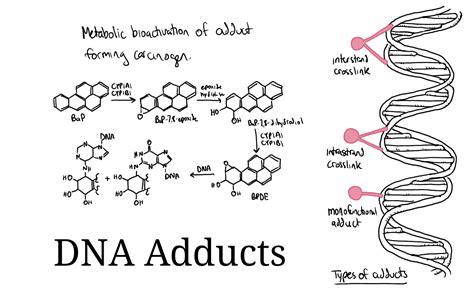 Backside Attack — A unique form of epigenetic regulation that...