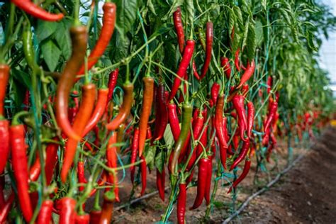 Diseases Impact on Chilli Crop Less This Year in Karnataka