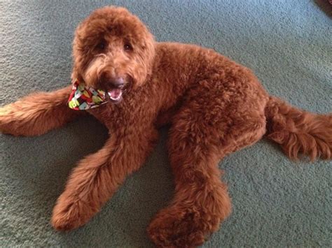 Red F1B Goldendoodle - Moss Creek | Red goldendoodle, Goldendoodle, Goldendoodle full grown