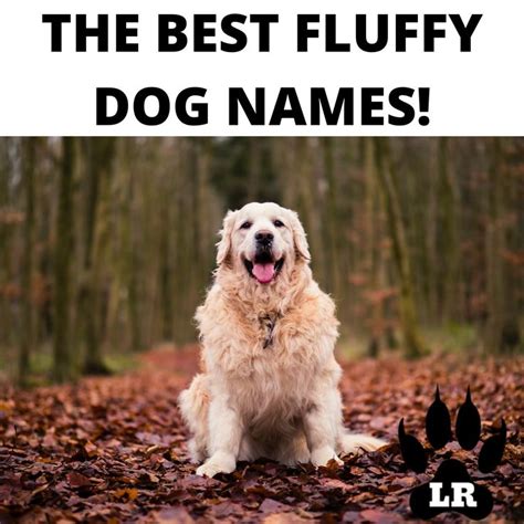 100+ of the Best Fluffy Dog Names | Labrottie.com | Dog names, Fluffy ...