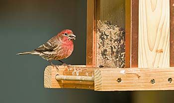 Diseases at bird feeders