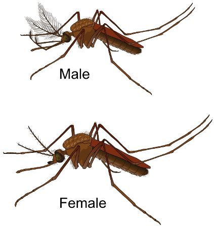 Mosquito Pupa Anatomy