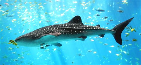 File:Whale shark Georgia aquarium.jpg - 維基百科，自由的百科全書