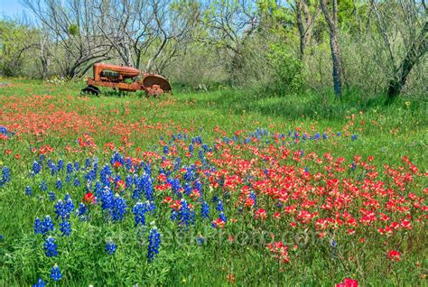 Wildflowers Landscape