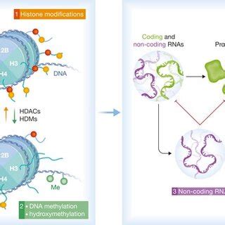 Epigenetic and non-coding RNA mechanisms(1) DNA is wrapped around the ...