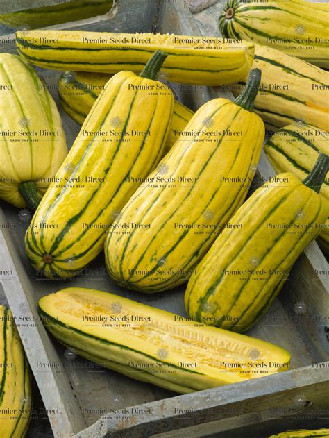 Delicata Squash | Squash | Premier Seeds Direct ltd