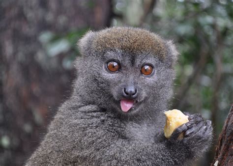 Indri Walk, Madagascar | Audley Travel