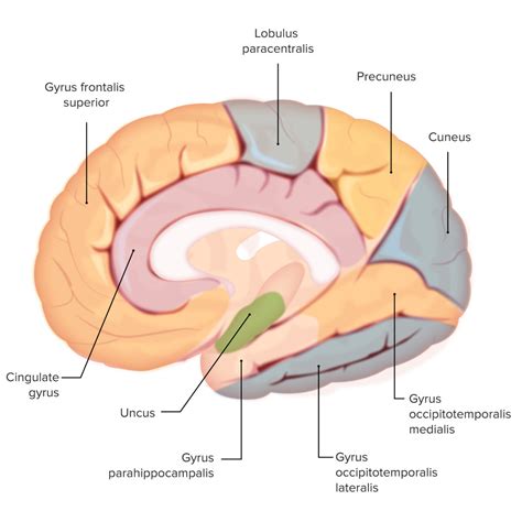 Corteza Cerebral: Anatomía | Concise Medical Knowledge