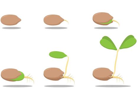 Tree Seedling Vector - Free Vector And Clipart Ideas