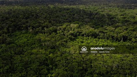 Deforestation on endangered wildlife at the Amazon | Anadolu Images