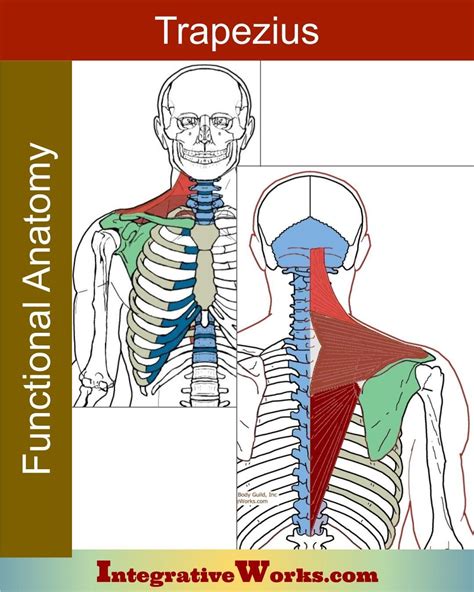 Trapezius - Functional Anatomy highlights bones and joints that are locally involved. It also ...