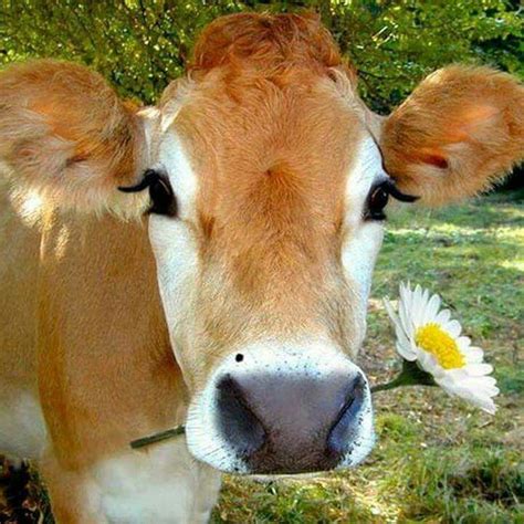 beautiful | Cow, Cow pictures, Cute cows