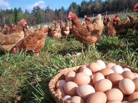 Pasture Raised Eggs — Jericho Settlers Farm, Inc.