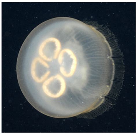 Diversity | Free Full-Text | DNA Barcoding of Moon Jellyfish (Cnidaria, Scyphozoa, Ulmaridae ...