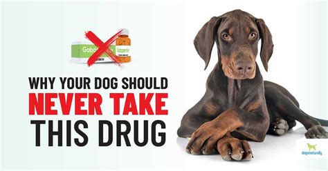 Gabapentin For Dogs: Why This Vet Will Never Prescribe It - Veterinary ...