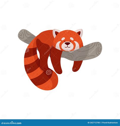 Chinese or Himalayan Red Lesser Panda Cartoon Flat Vector Illustration ...