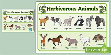 Plant Eating Animals Chart - Display Posters - Resources