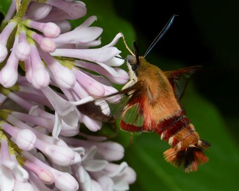 Canadian Wildlife Federation: Hummingbird Clearwing Moth