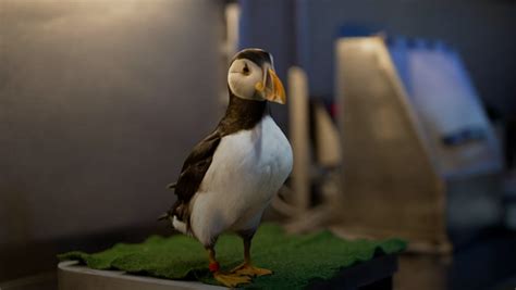 Remote Icelandic community fighting to save puffin chicks | Climate ...