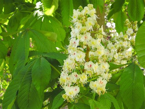 Aesculus hippocastanum | Flickr