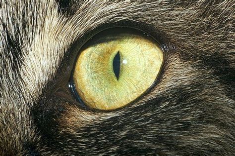 Eyelid Tumors in Cats - Symptoms, Causes, Diagnosis, Treatment, Recovery, Management, Cost | Cat ...