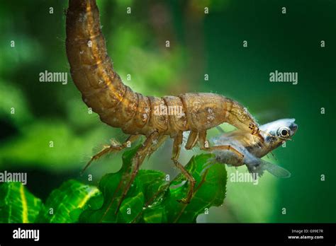 Dragonfly Nymph Stock Photo - Alamy