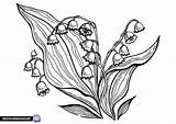 Lilies coloring Pages  Free Printable sketch template