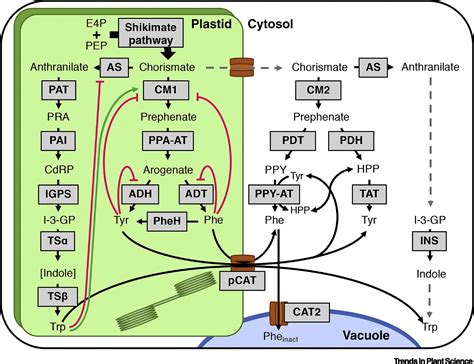 Aromatic Amino Acids: A Complex Network Ripe for Future Exploration ...